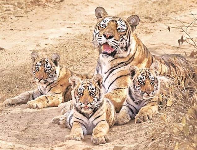 Ratapani Tiger Reserve tweet media