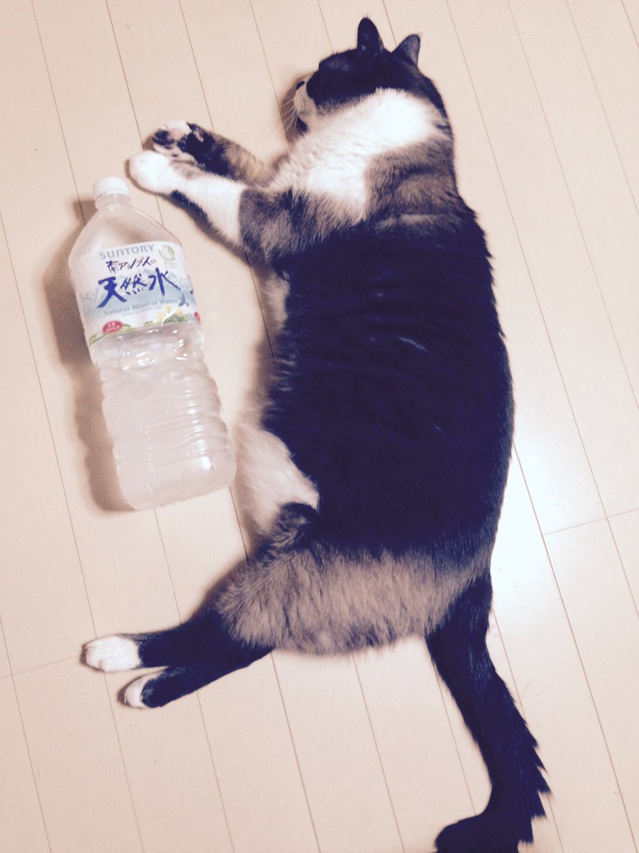 uni20191001's tweet photo. 先代の猫の銀次郎さんも、うにちゃんもでっかいんだけどシャム系って大きくなるの？？
#シャムミックス
#シャムトラ https://t.co/azv32ru6Oy