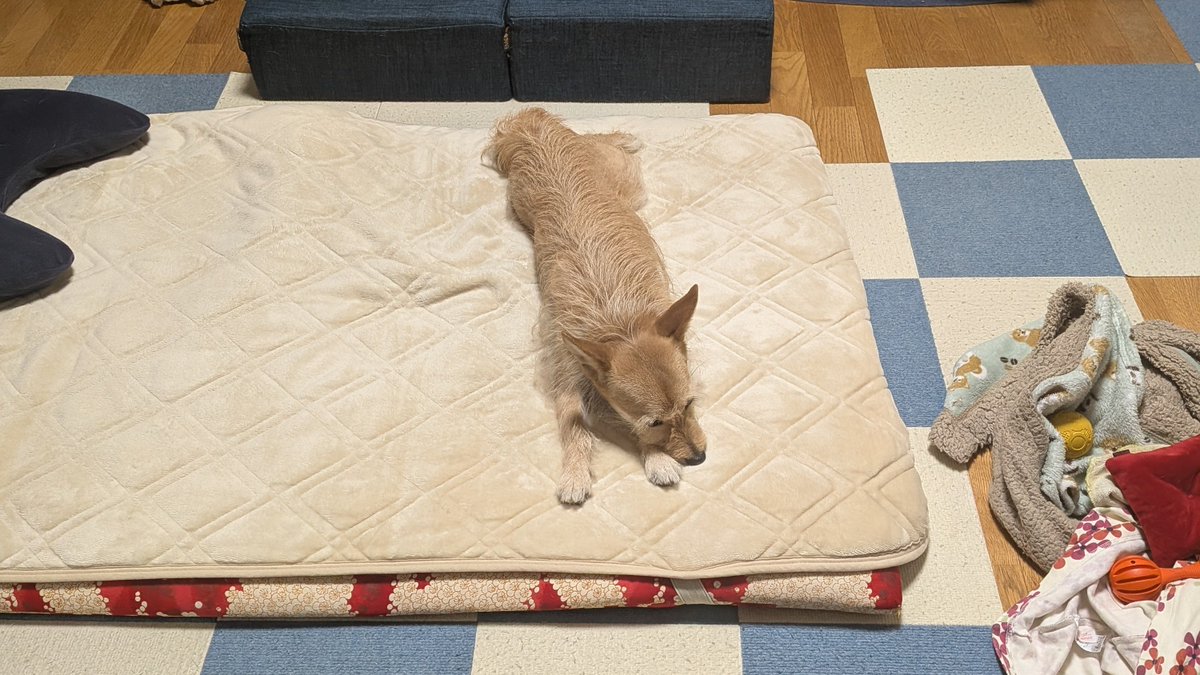 犬ちゃん (@dogchan1010) / Posts / X