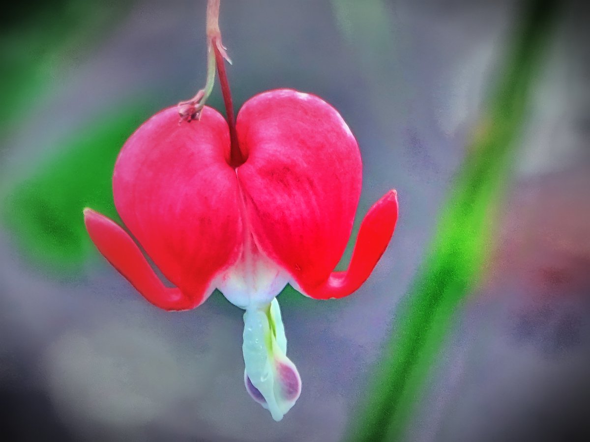 Wattschnecke's tweet photo. Tränendes Herz.  

#herz #blume #rot https://t.co/oP5IJg25eB