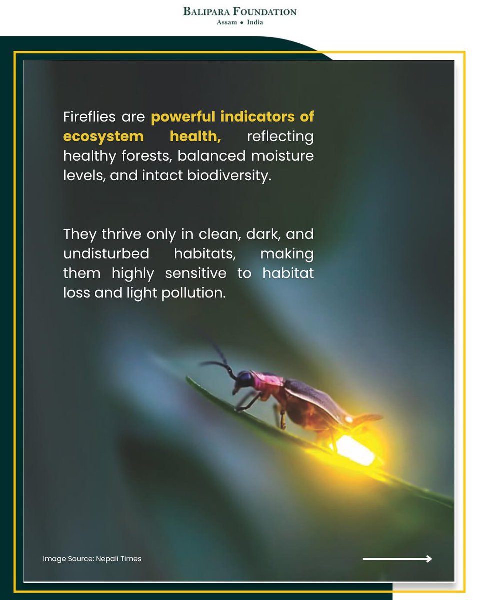 naturenomics's tweet photo. The discovery of two new firefly species in Meghalaya is a significant breakthrough, offering new insight into the region’s biodiversity and the ecosystems that still sustain it.

(2/2)

#FireflyDiscovery #Meghalaya #EasternHimalaya https://t.co/huXupNKFyw