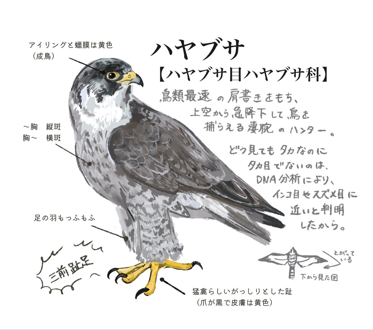 とりつじ tweet media