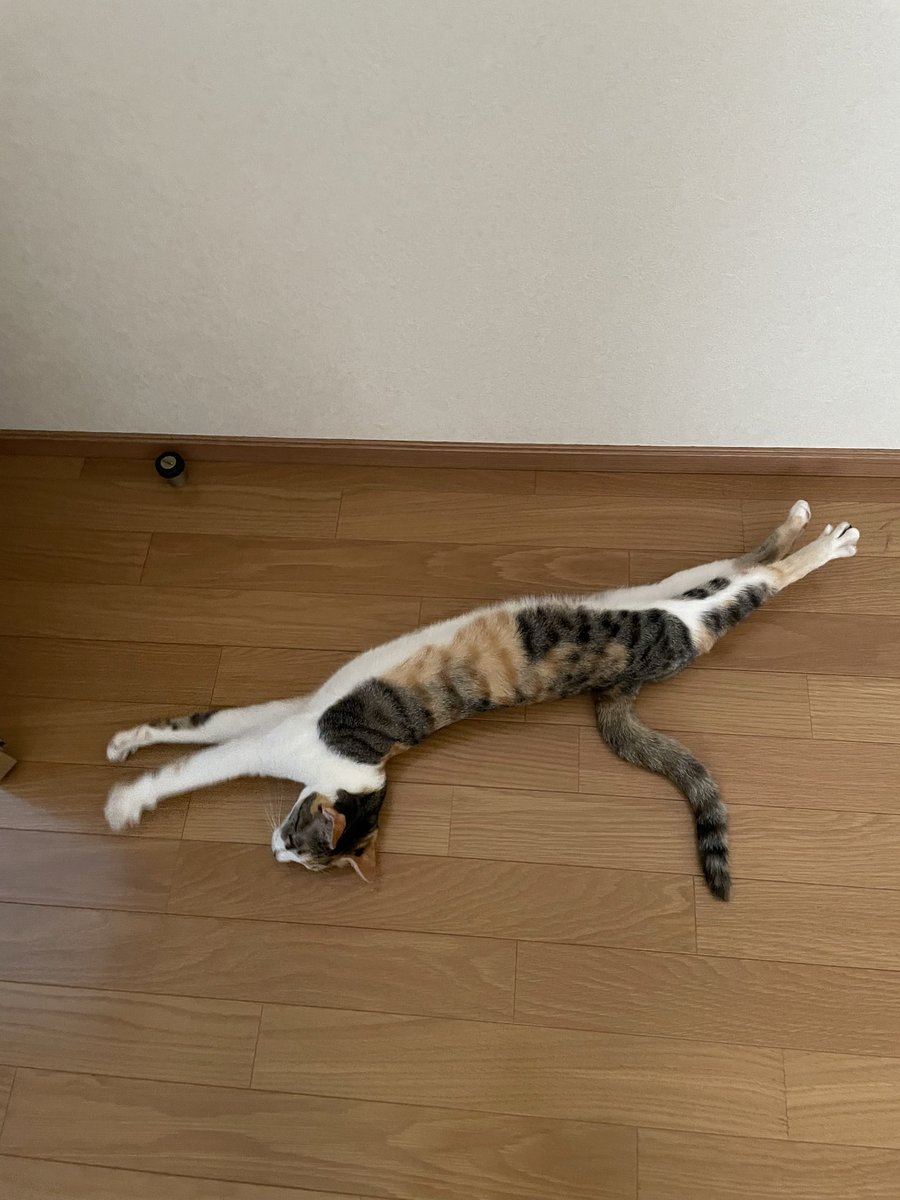 LiLiHitomi's tweet photo. 暑くなってきていろんな姿勢で猫が落ちてるので踏みそうになる⚠️
うわって何回言ったかな😂💦

 #猫好きさんと繋がりたい
 #猫がいる生活 #みけねこ  #保護猫 https://t.co/eseVAZhEt2