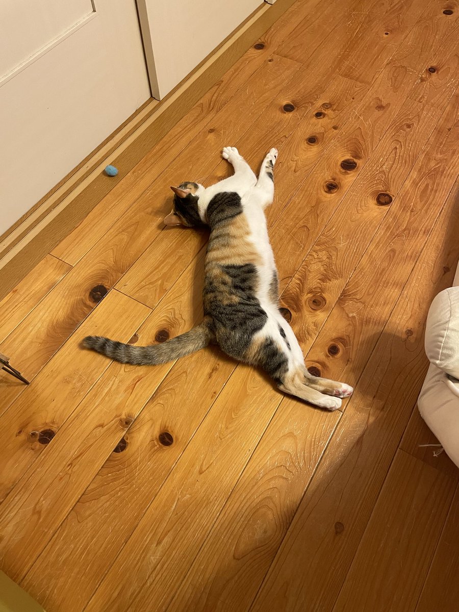 LiLiHitomi's tweet photo. 暑くなってきていろんな姿勢で猫が落ちてるので踏みそうになる⚠️
うわって何回言ったかな😂💦

 #猫好きさんと繋がりたい
 #猫がいる生活 #みけねこ  #保護猫 https://t.co/eseVAZhEt2