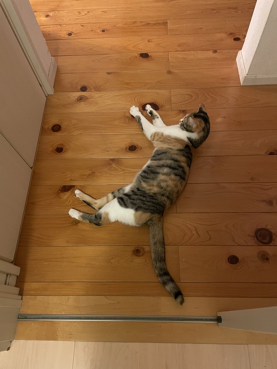 LiLiHitomi's tweet photo. 暑くなってきていろんな姿勢で猫が落ちてるので踏みそうになる⚠️
うわって何回言ったかな😂💦

 #猫好きさんと繋がりたい
 #猫がいる生活 #みけねこ  #保護猫 https://t.co/eseVAZhEt2