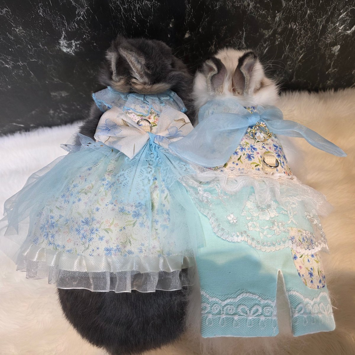 フレンチロップオパールくんの飼い主様が決まりました！ ご成約誠に