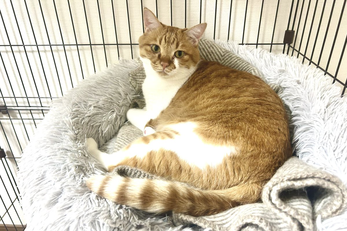 seedregs's tweet photo. 2週間ぶりの猫がちょっとよそよそしい… https://t.co/oykiNUEimQ