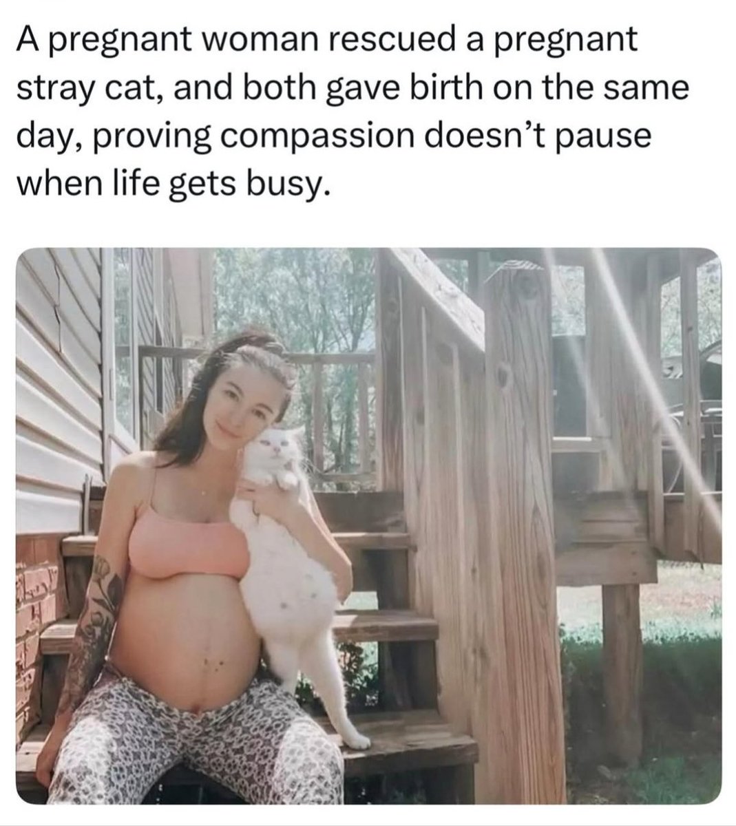 We don't deserve cats 😺 tweet media
