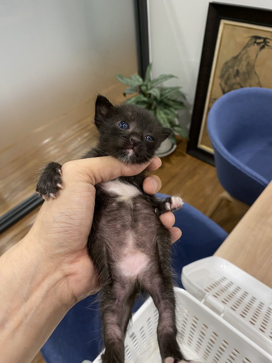JohnJud | CUVET Animal Welfare Club tweet media