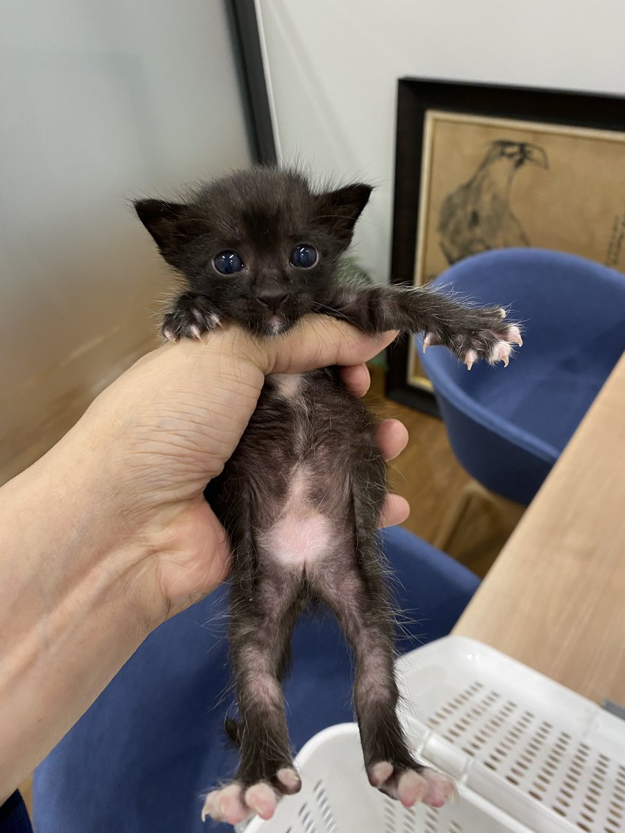 JohnJud | CUVET Animal Welfare Club tweet media