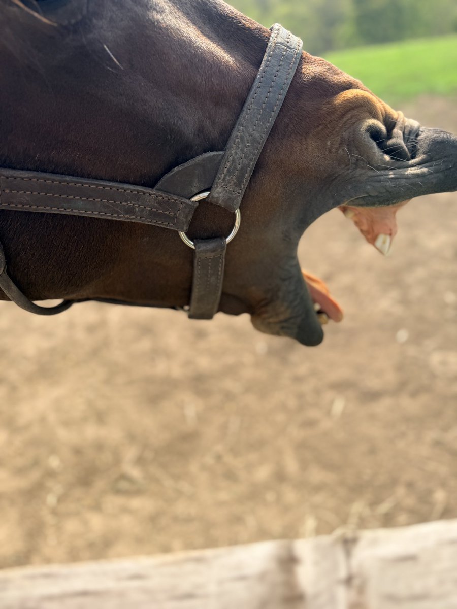 🐴ぷぅ tweet media