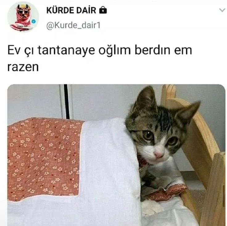 zeynep tweet media