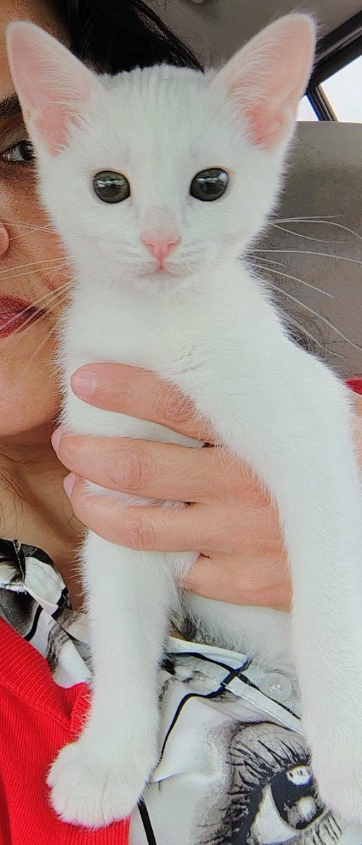 Wulfie Viking Cat tweet media