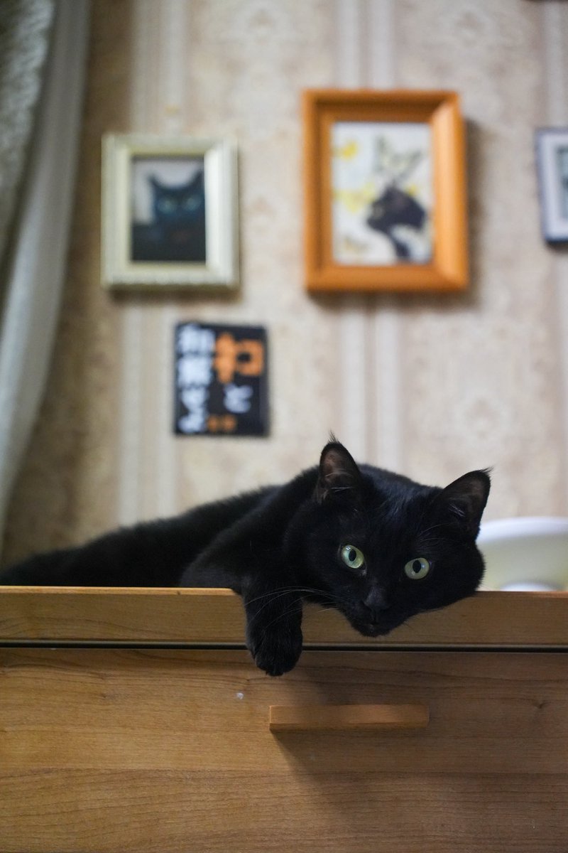 黒猫つくねちゃん太しっぽ (@oreo_blackcat) / Posts / X