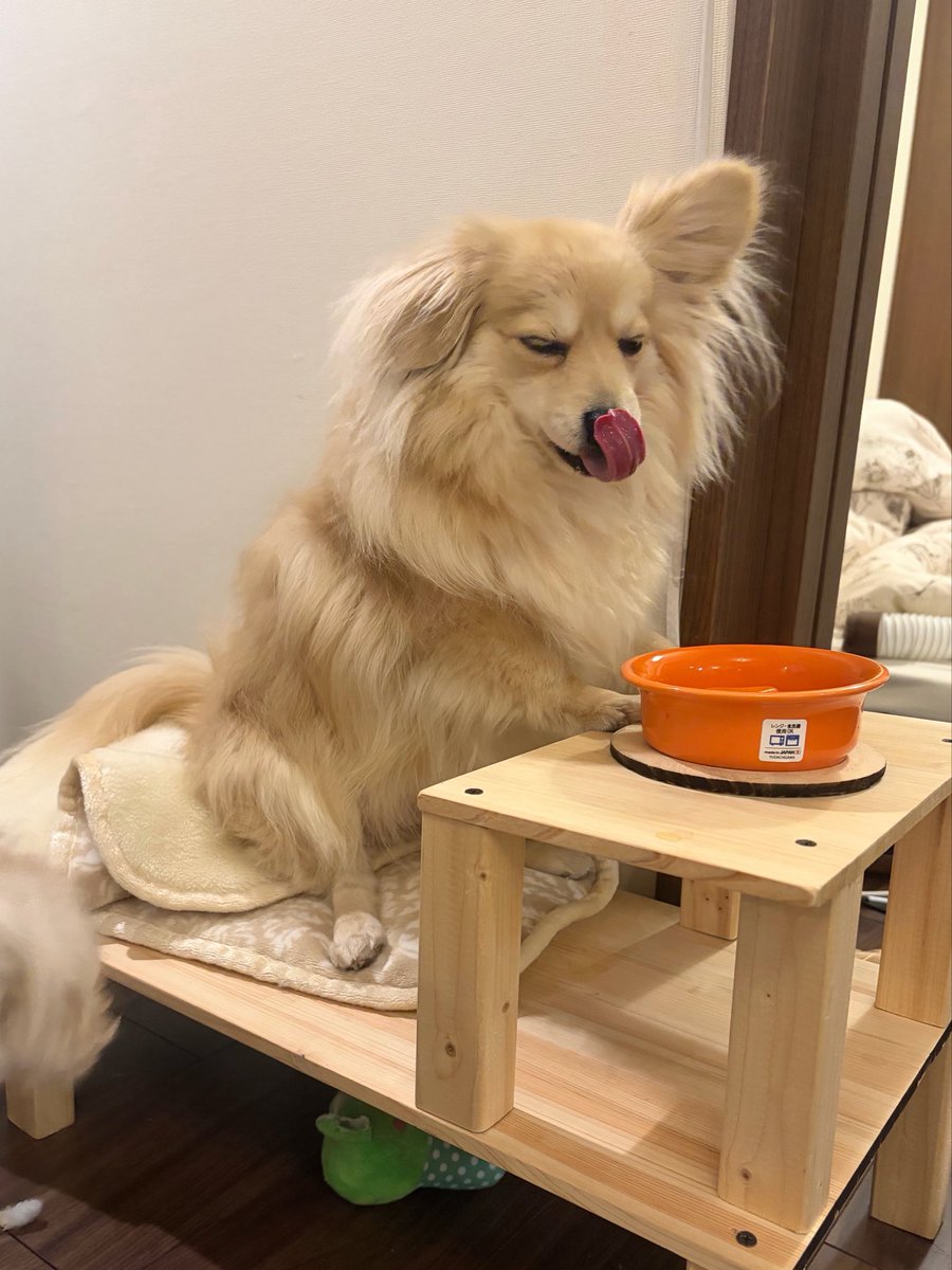 onikugohan411's tweet photo. 食べる時の体勢癖強すぎる...

#犬 
#犬の居る暮らし 
#ご飯 
#dog 
#可愛い https://t.co/52agjElKkZ