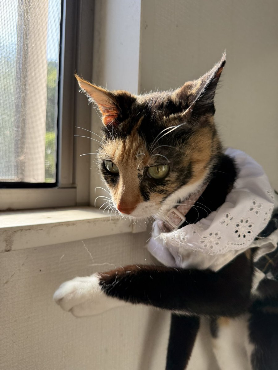 mkirdth's tweet photo. 日に当たる三毛猫
#猫 https://t.co/SSoeRmHsTI