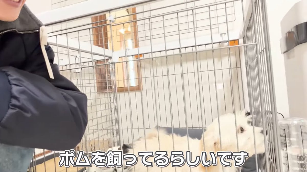 はやとま る! tweet media