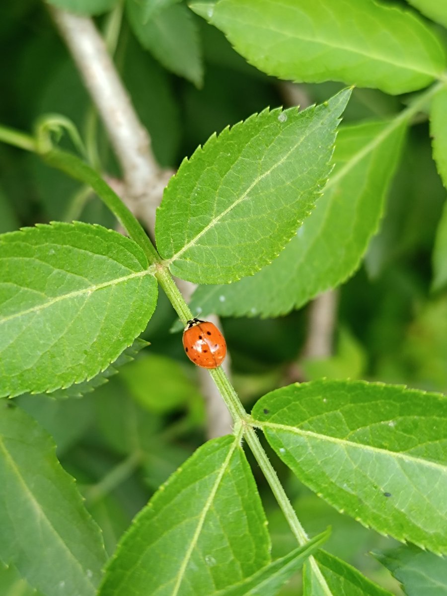 Mari455458's tweet photo. 🌿🐞🍀 https://t.co/cnjePnpm5m