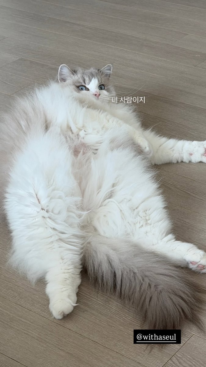 레서판다 tweet media