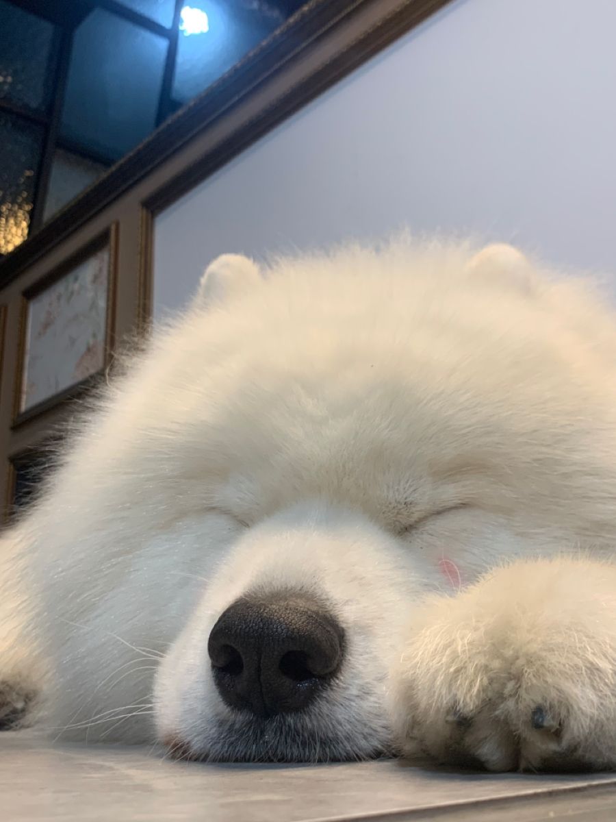 dogs so cute that could save the world tweet media