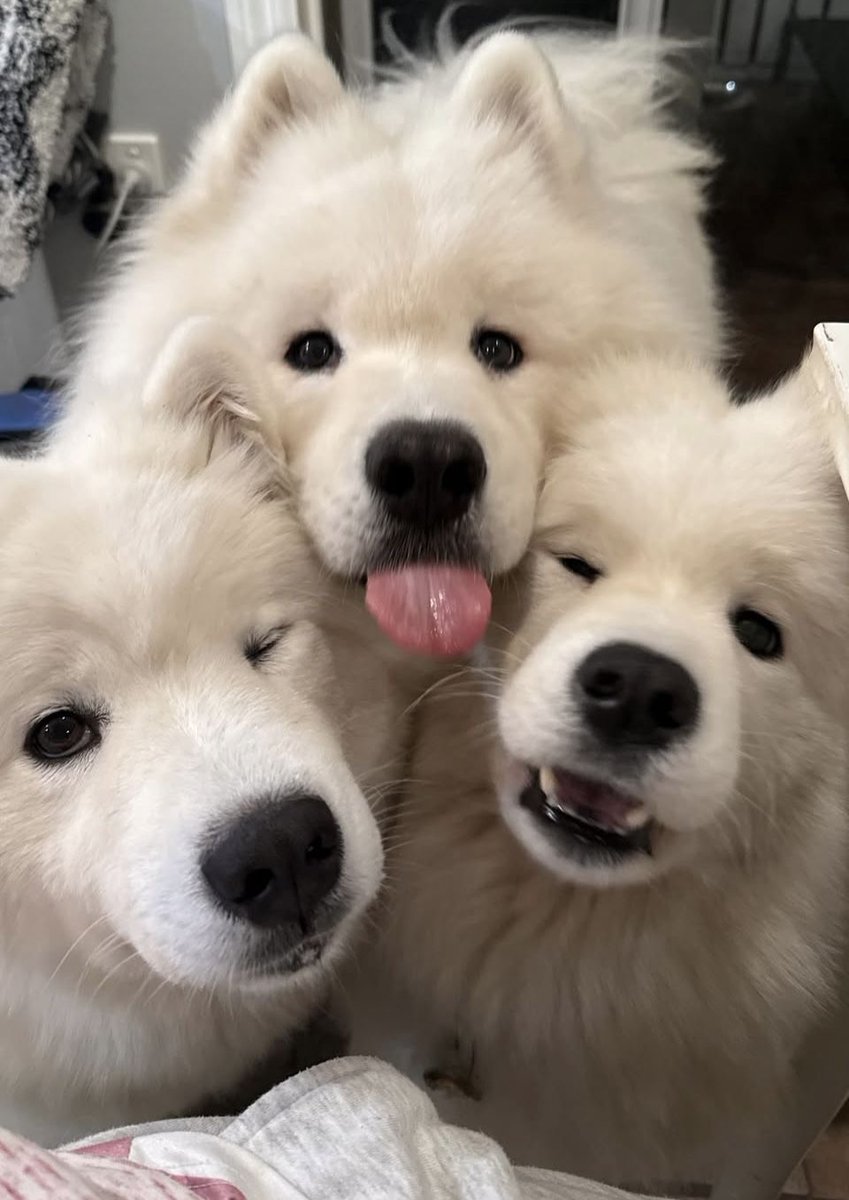dogs so cute that could save the world tweet media