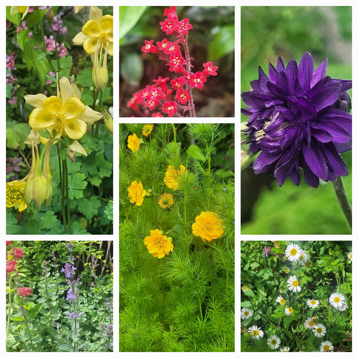C_Drivex's tweet photo. My #SixOnSaturday 🌸🌿 https://t.co/GTnqznHtfj