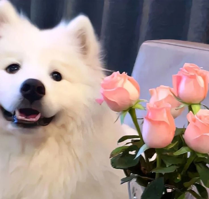 dogs so cute that could save the world tweet media