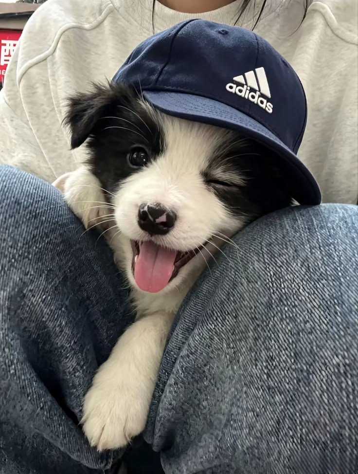 dogs so cute that could save the world tweet media
