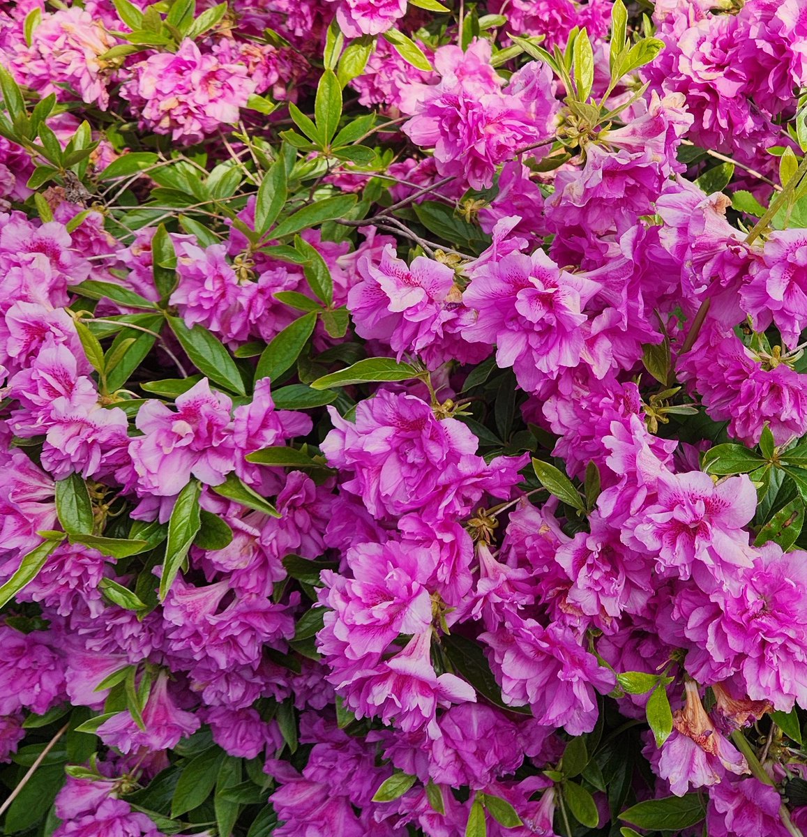 09_rinn's tweet photo. 今日は散歩した〜！綺麗に咲いてたから写真撮ってみた📷 気温高くて、花も暑いって言ってそう😲 https://t.co/Ph8mOqU2gA