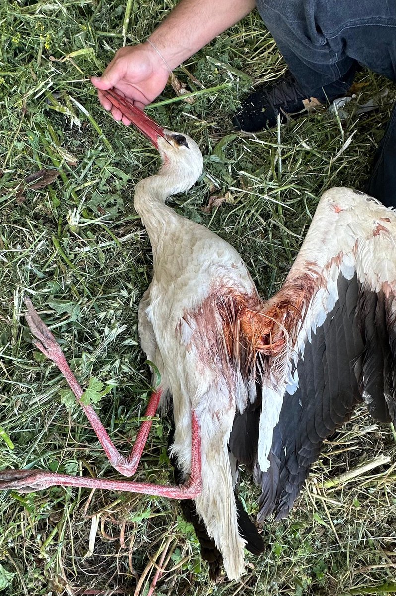 Committee Against Bird Slaughter (CABS) tweet media
