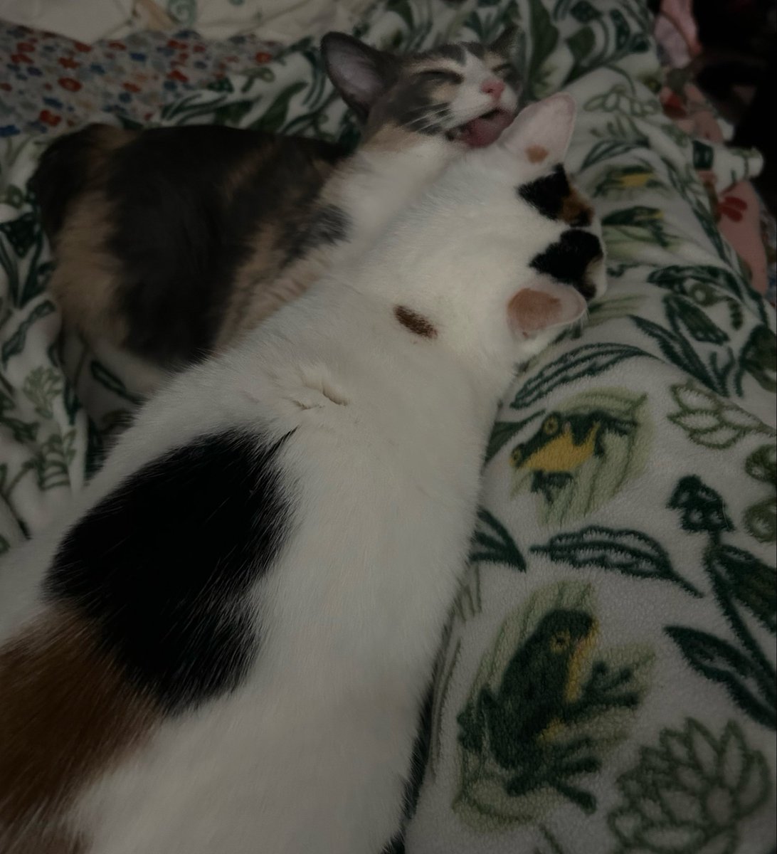 monkey & zoe ❤️ oreo 🌈 tweet media