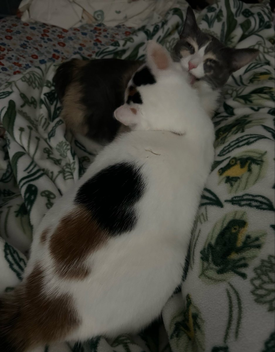 monkey & zoe ❤️ oreo 🌈 tweet media