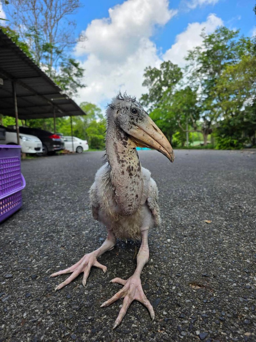 สวนสัตว์เปิดเขาเขียว Khao Kheow Open Zoo tweet media