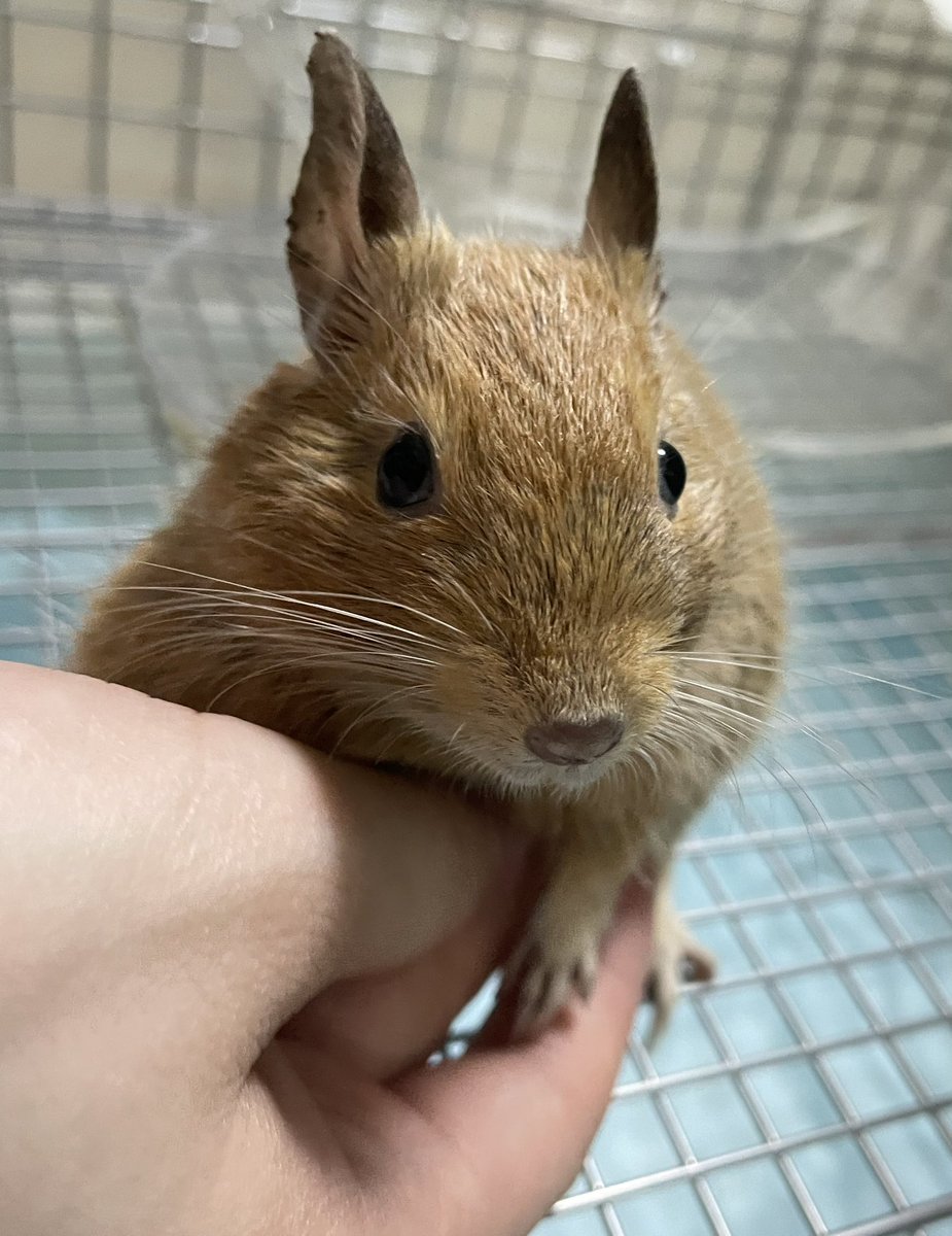 ピカチュウ tweet media