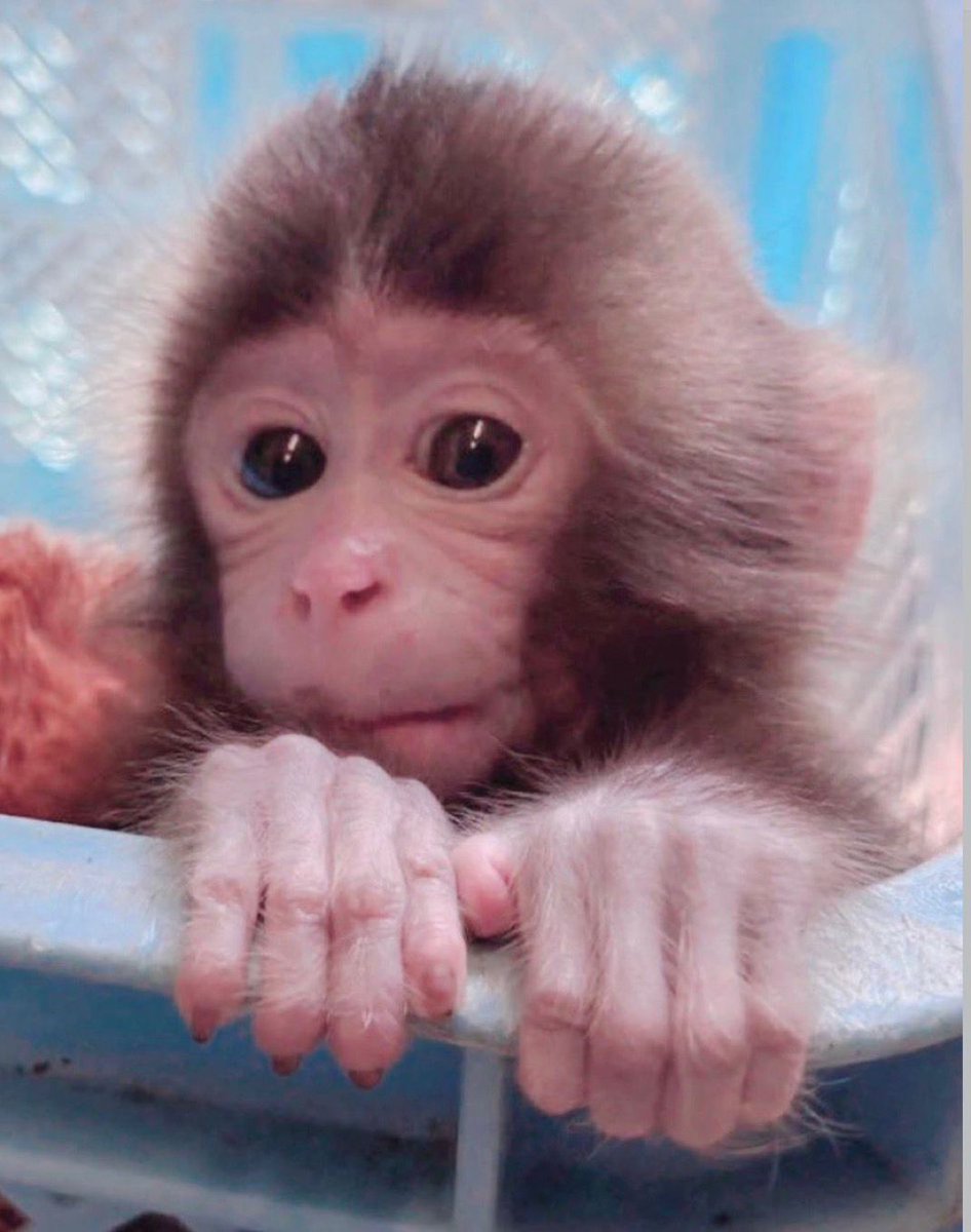 AshtynPatterson's tweet photo. A monkey was born at the same zoo as $Punch, and X is talking about it. might be the next runner.

$MOGURACHA

4MszQ7GPAc38At5WFVK5RvoQtZFrELTinGsqDeT7pump

https://t.co/jSZsr3wdHj https://t.co/zLWezRkuX1