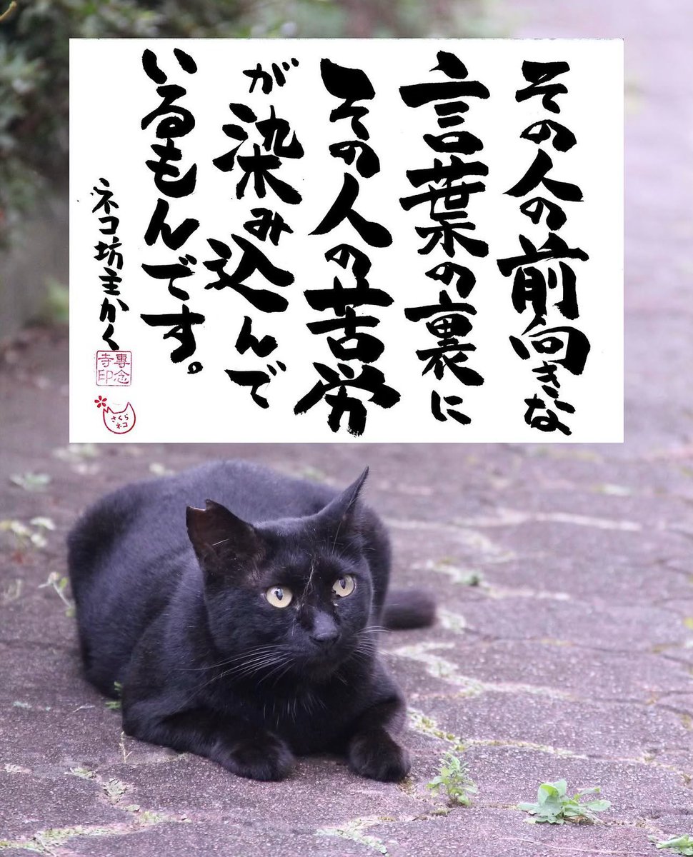 専念寺/ネコ坊主 tweet media