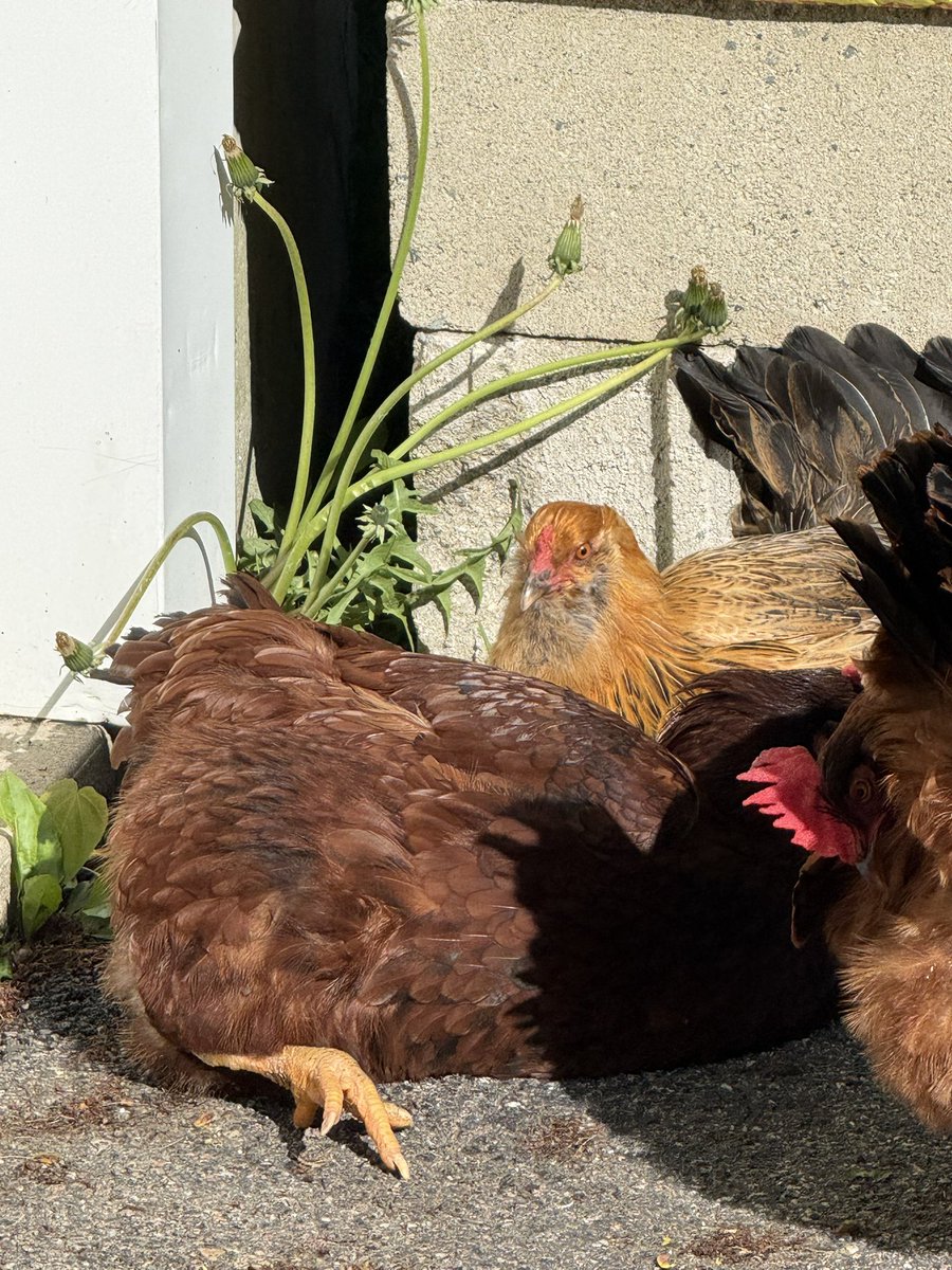RonRondeau's tweet photo. Of all the places in my yard that they could sun themselves… https://t.co/UQOMRfH9Ge