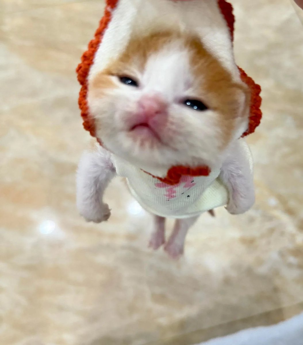 배퉁수 tweet media