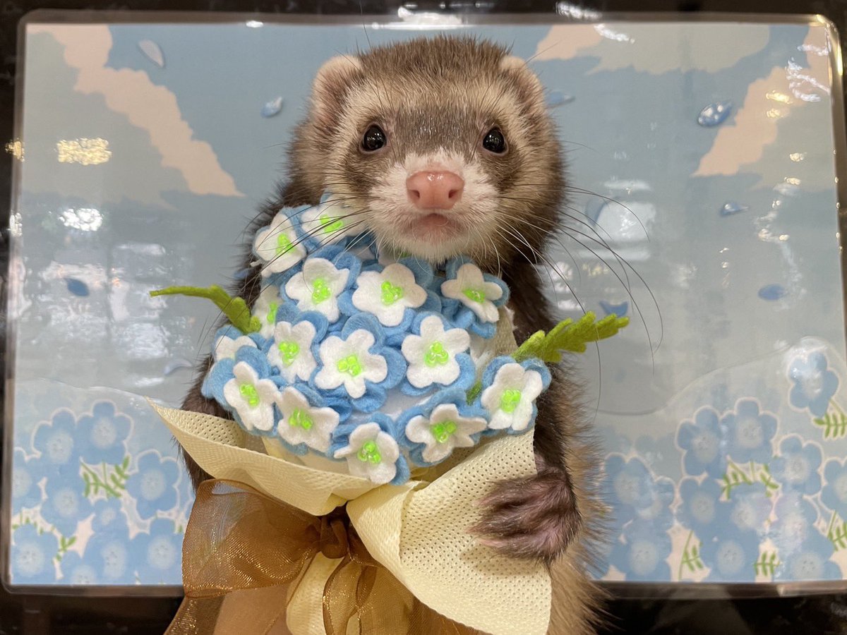 tororo_ferret's tweet photo. フェレワ幕張店でお風呂に入れていただきました〜🙌
ネモフィラ可愛すぎて飼い主めろめろ🥰笑

\おはな　あげるでち💐/
#フェレットワールド幕張店
#幕張店へお風呂に行こう https://t.co/UE85WbkYOG