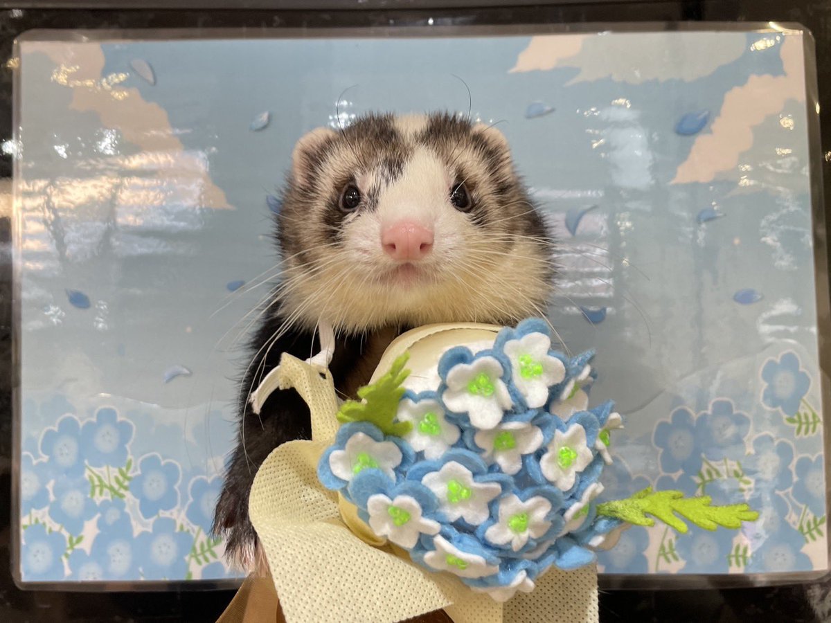 tororo_ferret's tweet photo. フェレワ幕張店でお風呂に入れていただきました〜🙌
ネモフィラ可愛すぎて飼い主めろめろ🥰笑

\おはな　あげるでち💐/
#フェレットワールド幕張店
#幕張店へお風呂に行こう https://t.co/UE85WbkYOG