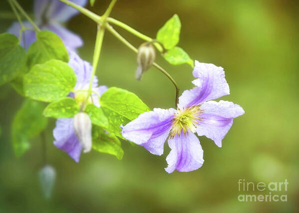 Ros_A_Turner's tweet photo. Close-up of beautiful purple clematis flowers
#BuyIntoArt #CreativeHomeStyling #BotanicalAesthetic #FloralFineArt #InteriorDesignInspo #Clematis #GardenSanctuary https://t.co/BicUSueRXW