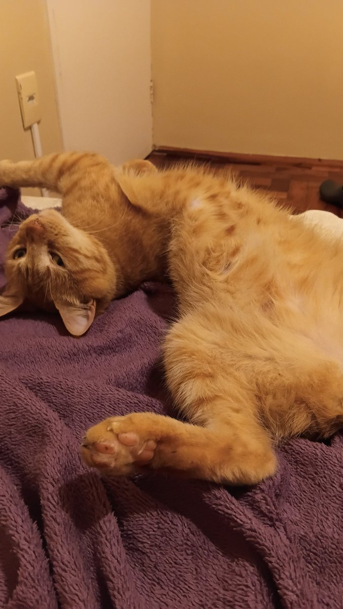 rubycruzgf's tweet photo. Hoje eu me despeço do mais próximo que eu ja cheguei do amor. Você sempre foi minha alma gemea, apollo ;(

Eu não consigo fazer um texto e nem encontrar palavras pra descrever o que eu to sentindo agora, você trouxe cor pra minha vida e eu não consegui salvar a sua, me perdoa https://t.co/sRBlzRhEwG