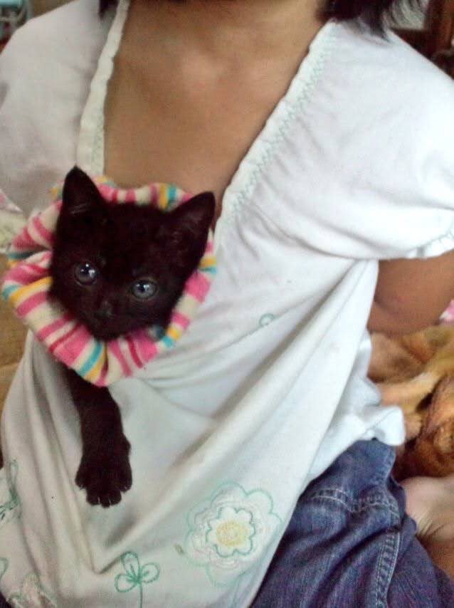 KABIAMA_chan's tweet photo. うちの黒豆ちゃん14歳になった(；；)
14年間心の支えになってくれて本当にありがとう！！！！ https://t.co/n8jK8Nsdtz