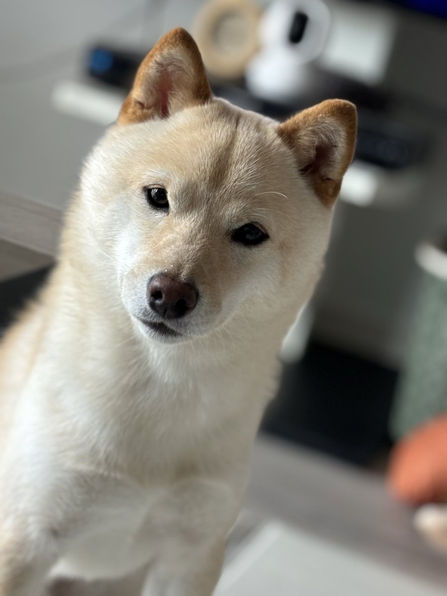 capy1225's tweet photo. @gekkan_wanko 柴犬の巴衛です。
よろしくお願いします！ https://t.co/c6DszlNNvq