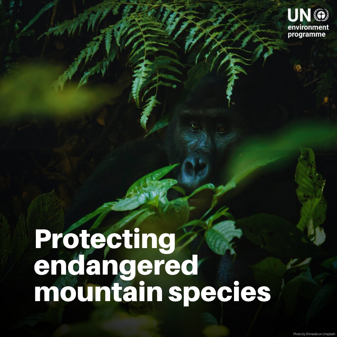 UN Environment Programme tweet media