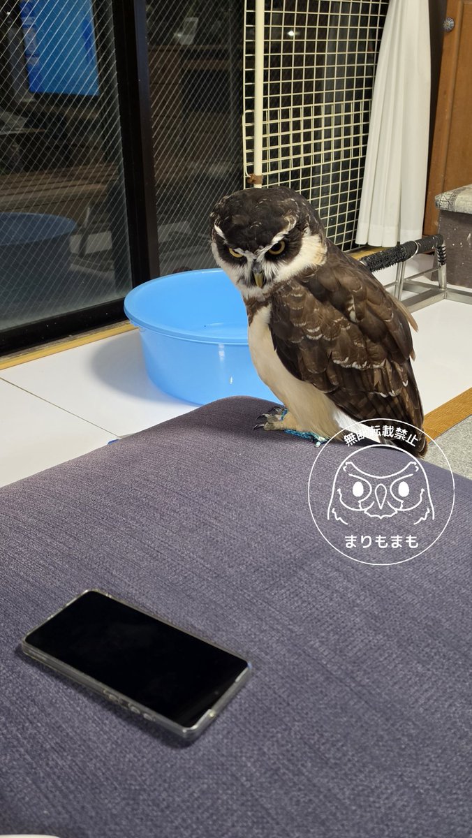 【まりもね】 🦉かじっちゃおうかなー