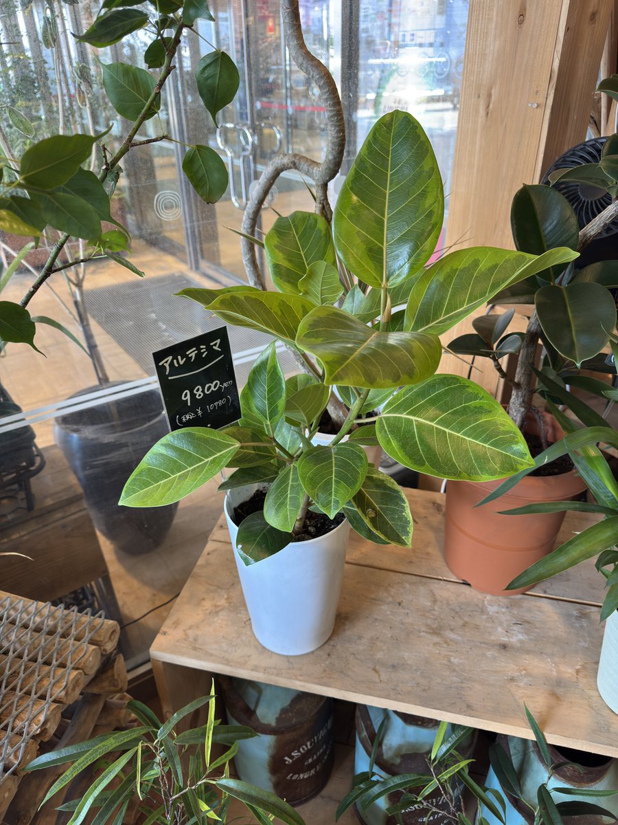 sst_aka's tweet photo. この植物の葉、なんともいえない淡めな緑色で気に入ってしまった🥲 https://t.co/4foanVkLcs