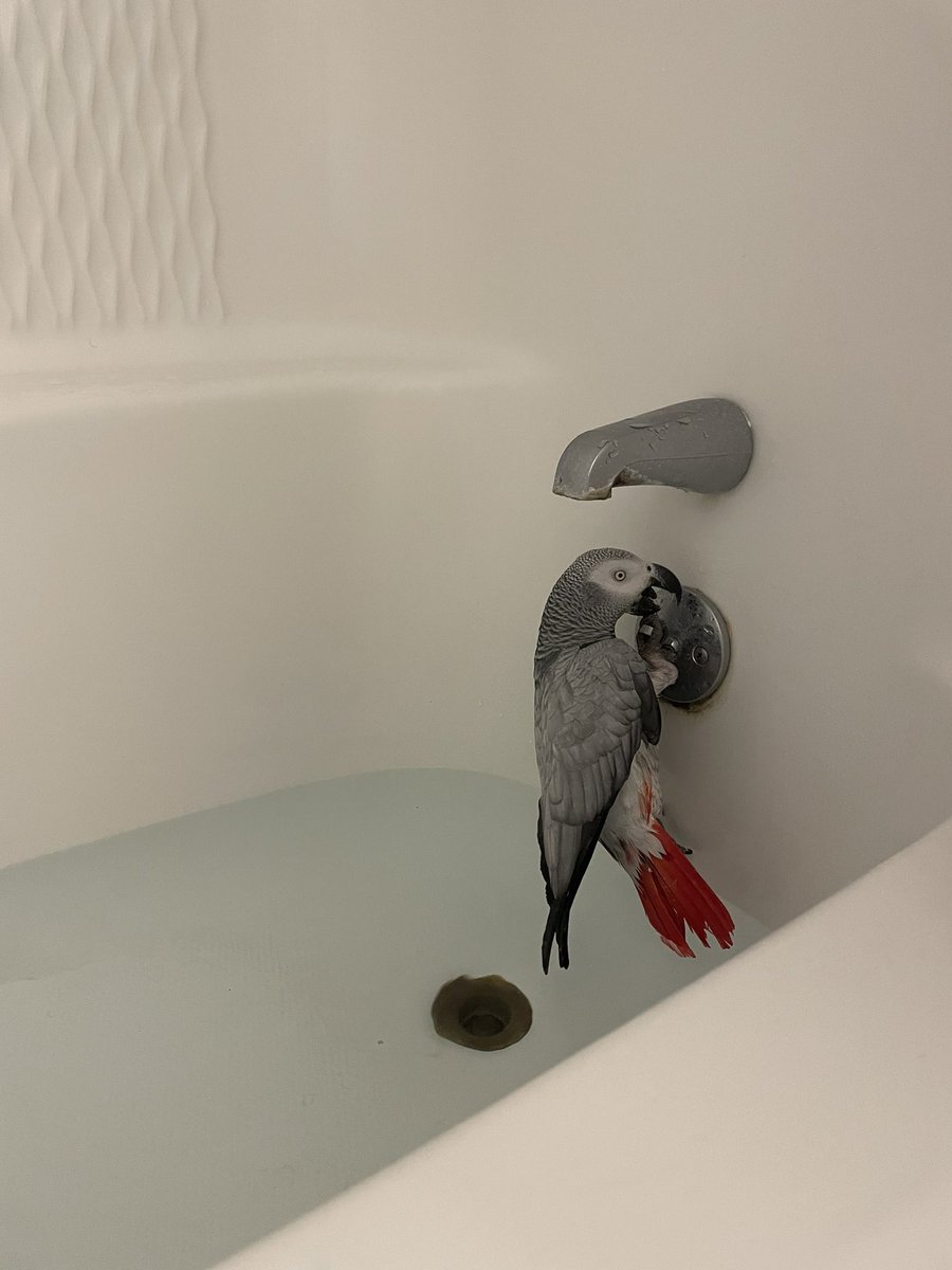 SleepyKyju's tweet photo. Throwback to that time I ran doodle a warm Epsom salt soak for a pressure sore on her foot/arthritis and she acted like I dropped her in a tub of acid and broken glass https://t.co/ujsRXYS5mp