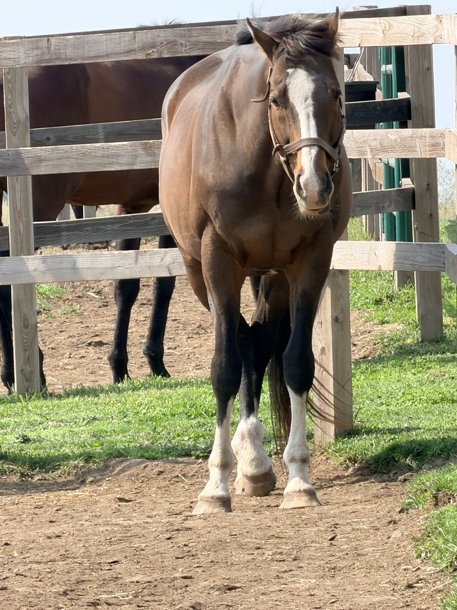 🐴ぷぅ tweet media