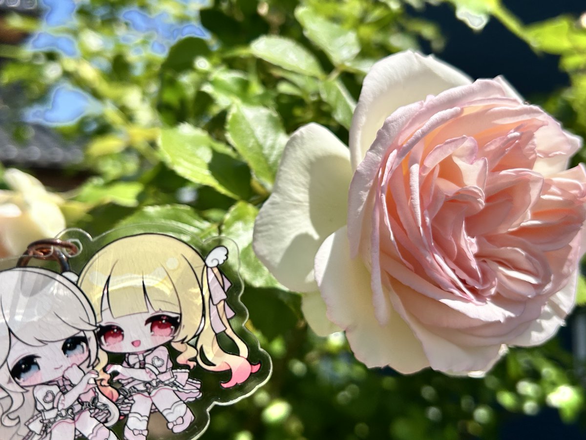 law101503020413's tweet photo. 此方のバラが可愛い感じに咲き始めましたのでお届けします。5月後半も頑張っていきましょう！
#ぷりゅむちゃんてえてえ https://t.co/6fqLBFID9t